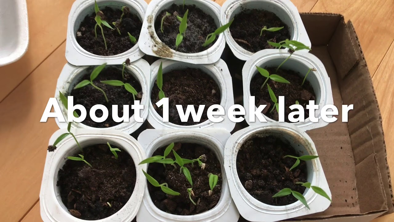 🇨🇦 Cách gieo hạt ớt đông lạnh nhanh | How to sprout, germinate frozen hot pepper, chili fast