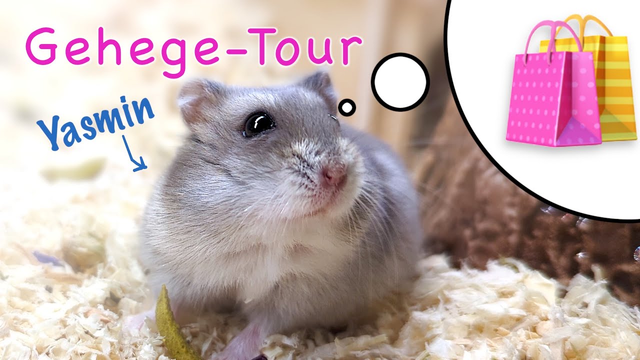 Neues Spielzeug und Hamster Ausstattung