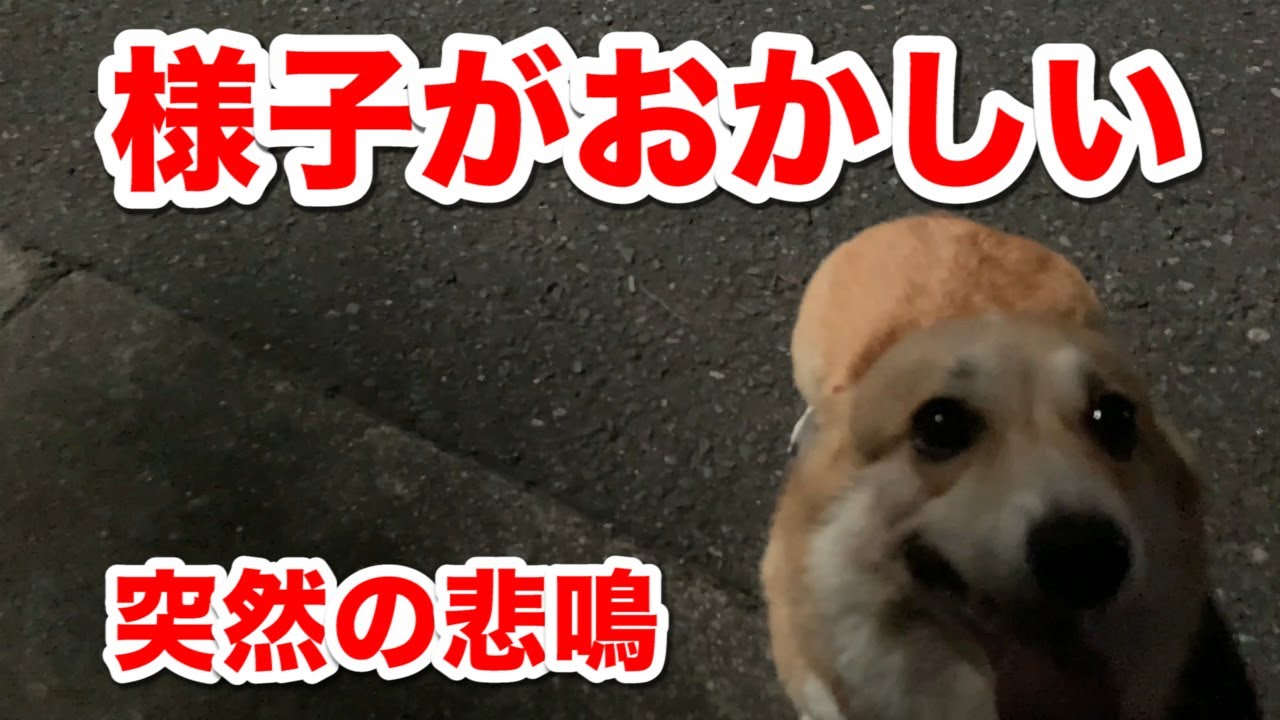 【コーギー】散歩中、突然悲鳴を上げ震える犬を動物病院へ　A dog that suddenly screams  during a walk to a veterinary clinic