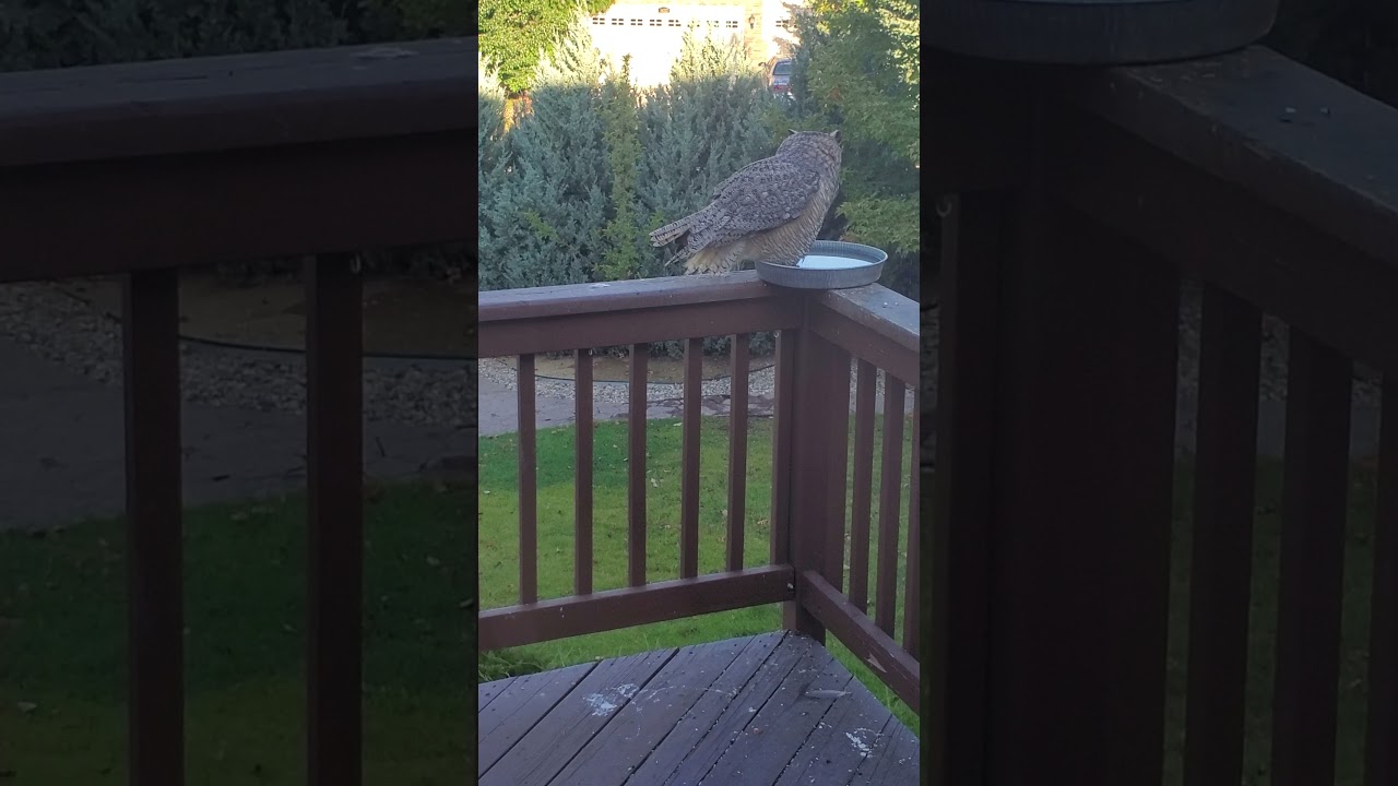 Great Horned Owl/Squirrel Encounter