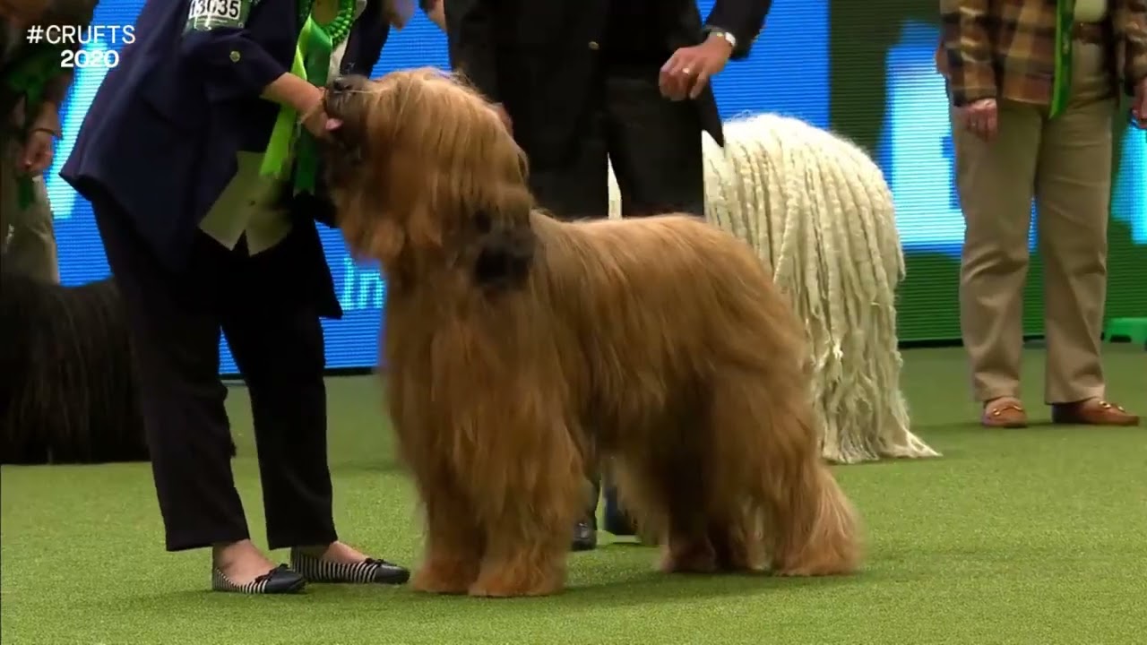 Best of Breed, Pastoral Group|BRIARD|
