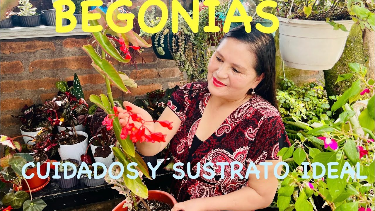 BEGONIAS BELLÍSIMAS, SUSTRATO IDEAL y CUIDADOS.