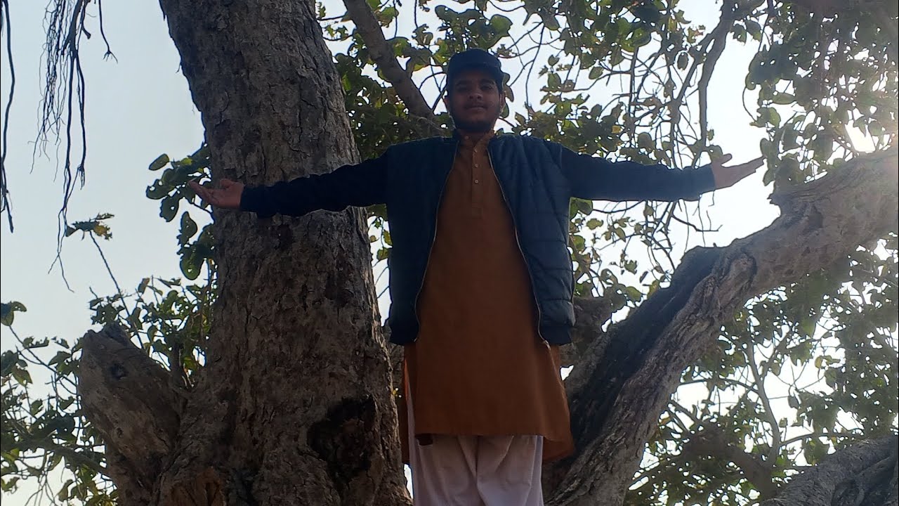 A 37 years old tree