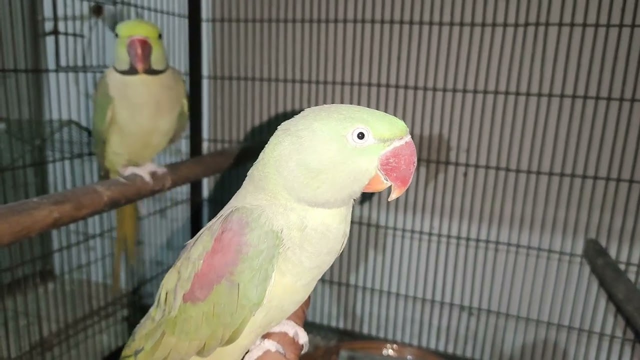 AJ Raw parrot Mery pas nahe Aya 🙃2 December 2025