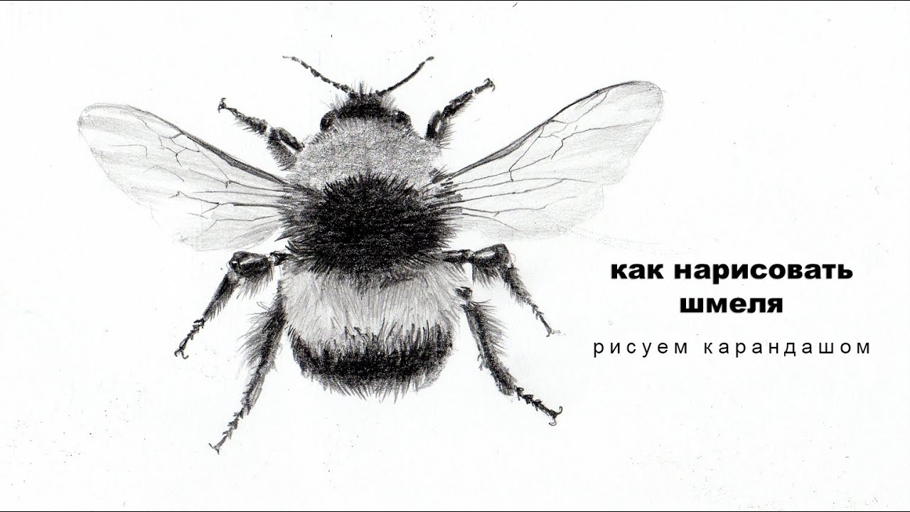 как нарисовать шмеля рисунок шмеля карандашом юрий синчуков