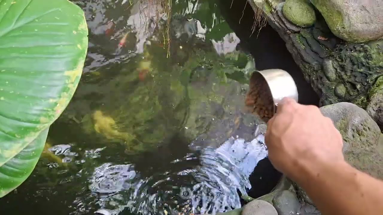 Ternyata banyak ikan hias dikolam tua ini 
