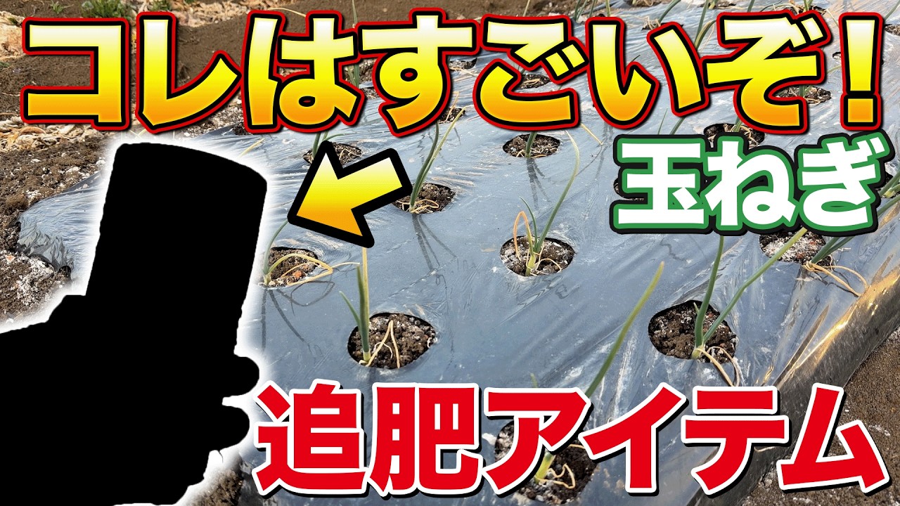 【革命です】家庭菜園で玉ねぎ作っているならこのアイテム使うといいです
