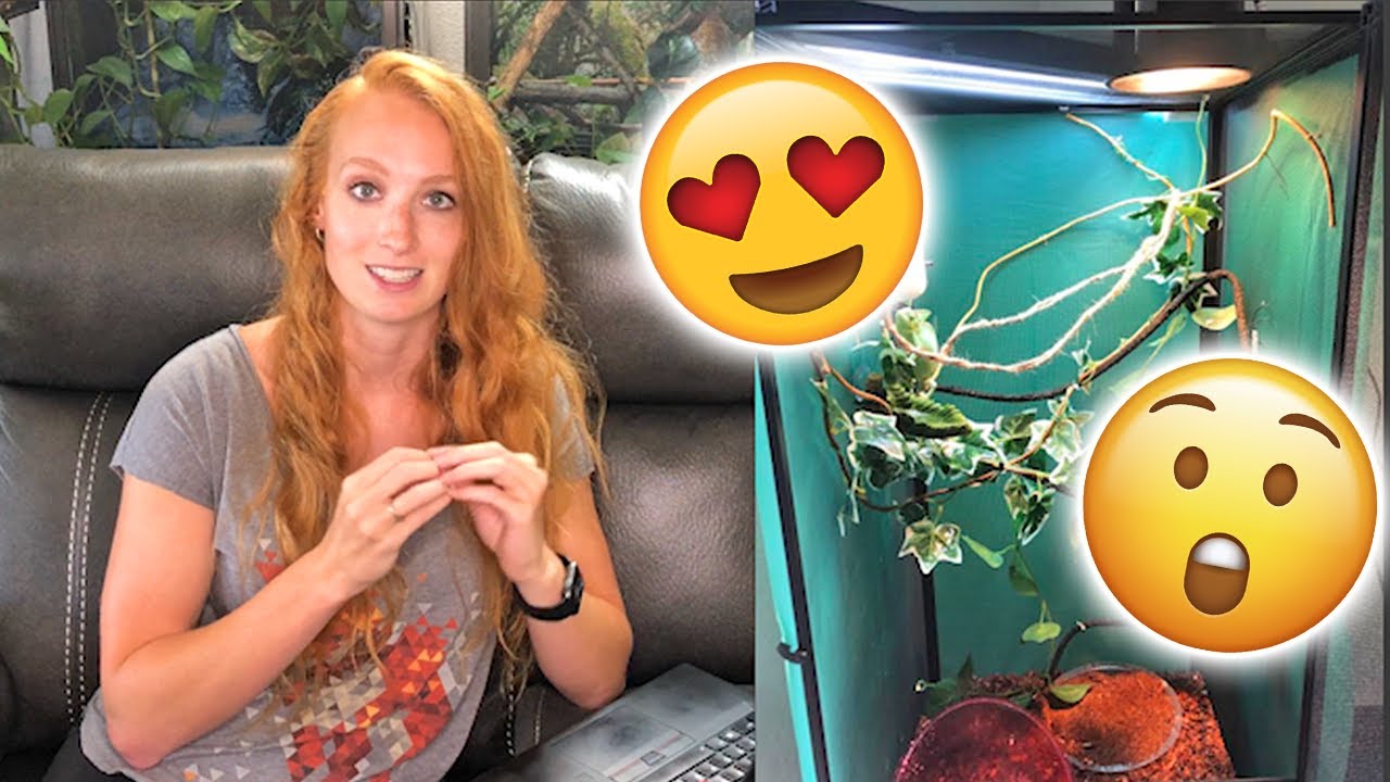 Reviewing your chameleon enclosures | Part 1