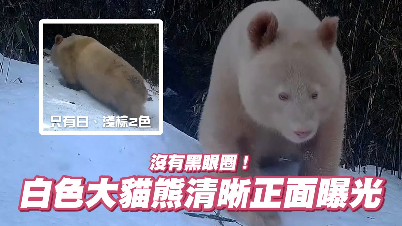 近距離看「野生白化大貓熊」黑眼圈消失啦🐼｜野生動物｜中國大陸｜白化症