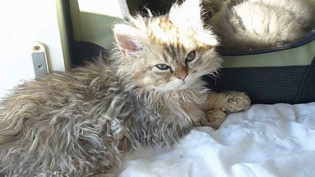 Fair and Square   Selkirk Rex kittens 10 11 2013