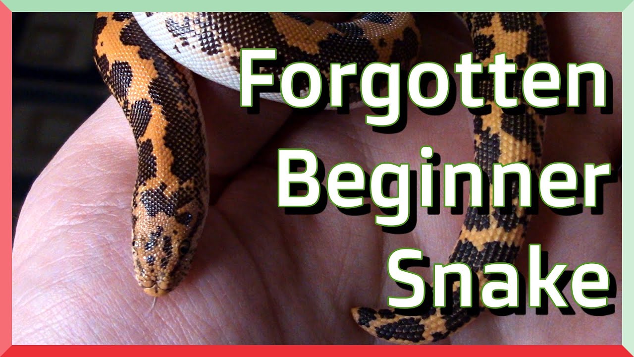 Why Kenyan Sand Boas Make Great Beginner Snakes