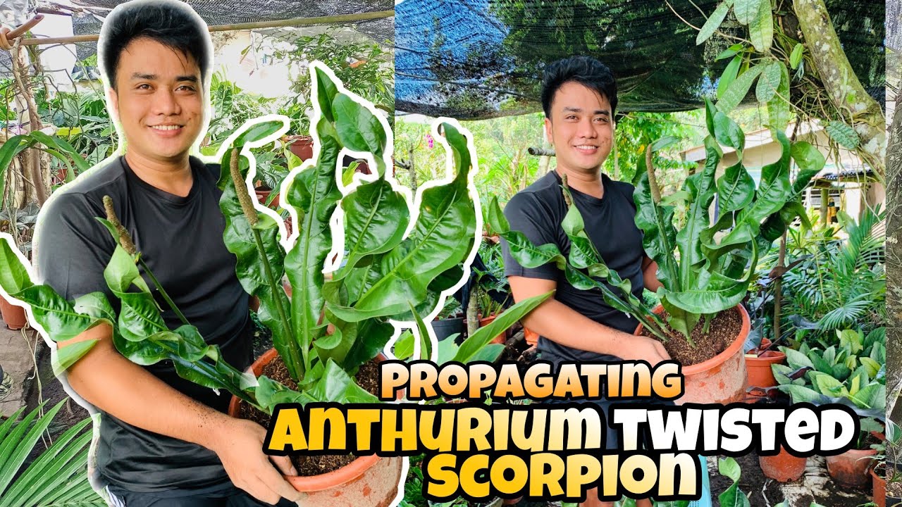 ACTUAL PROPAGATION OF 