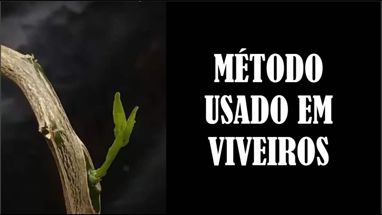 NÃO PERCA  SEU ENXERTO SEGUINDO ESSAS DICAS (MÉTODO PROFISSIONAL)