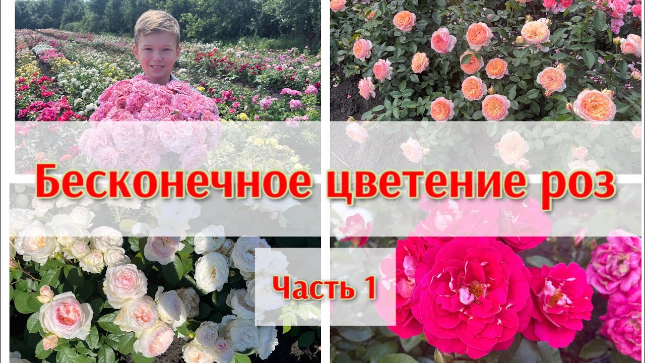 Бесконечное цветение роз. Часть1