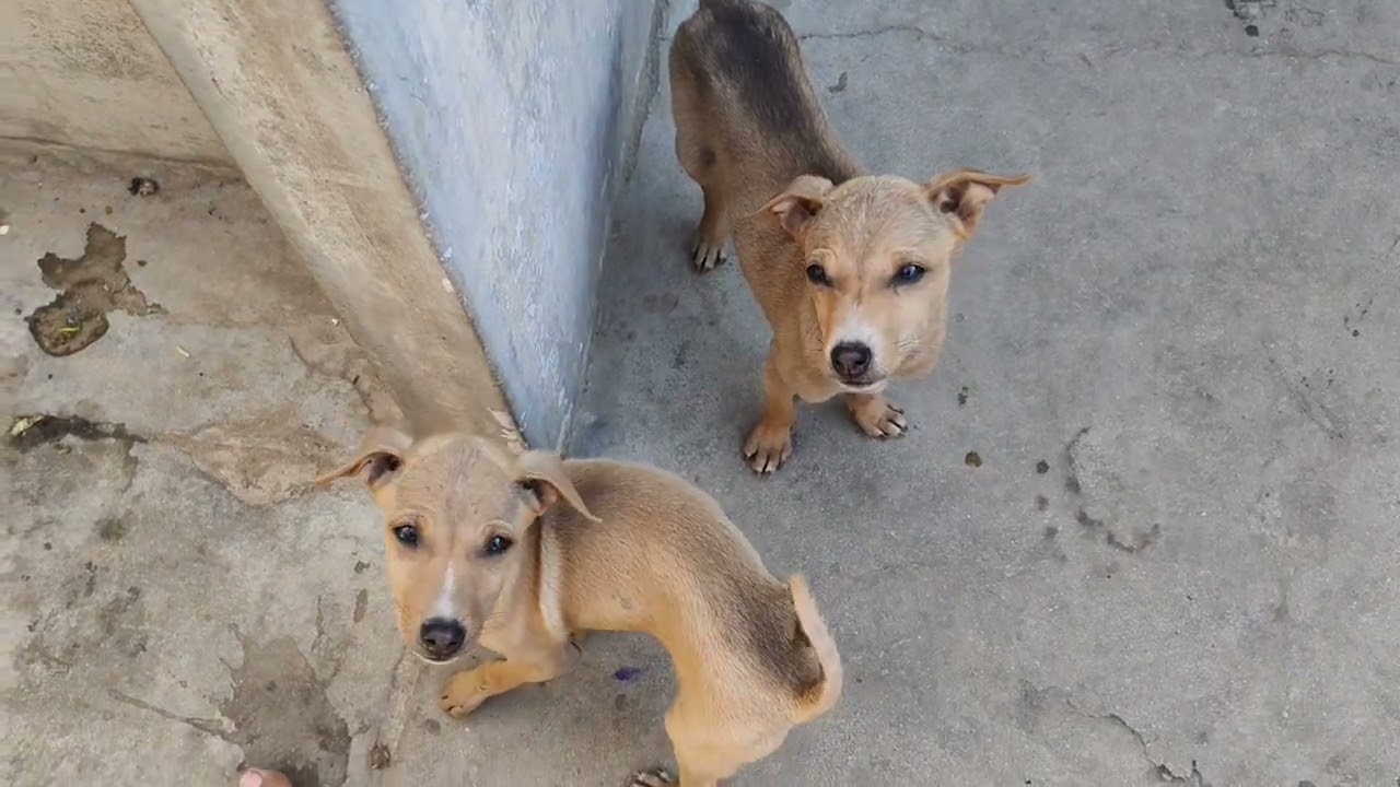 Cute puppies no comedy video 👍🏻🥰