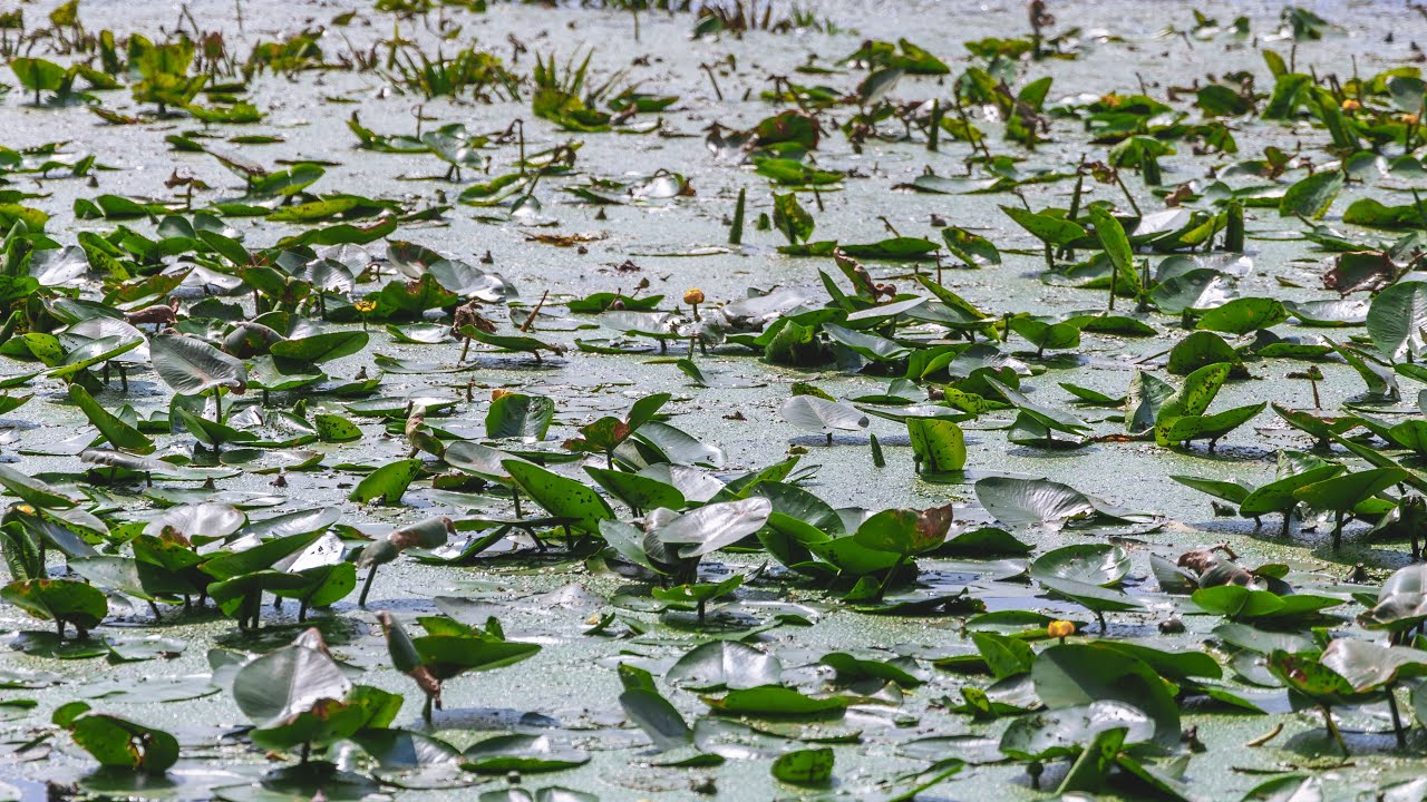 Не кувшинки, а кубышки: в Днепре зацвели редкие водяные растения