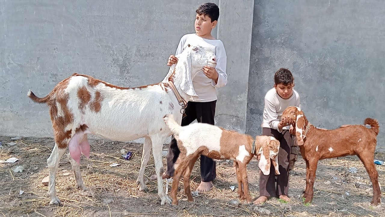 Desi bakriyan Lahore Mandi makkhi chini bakriyan bacchon wali bakriyan Amritsari bakriyan nagari 