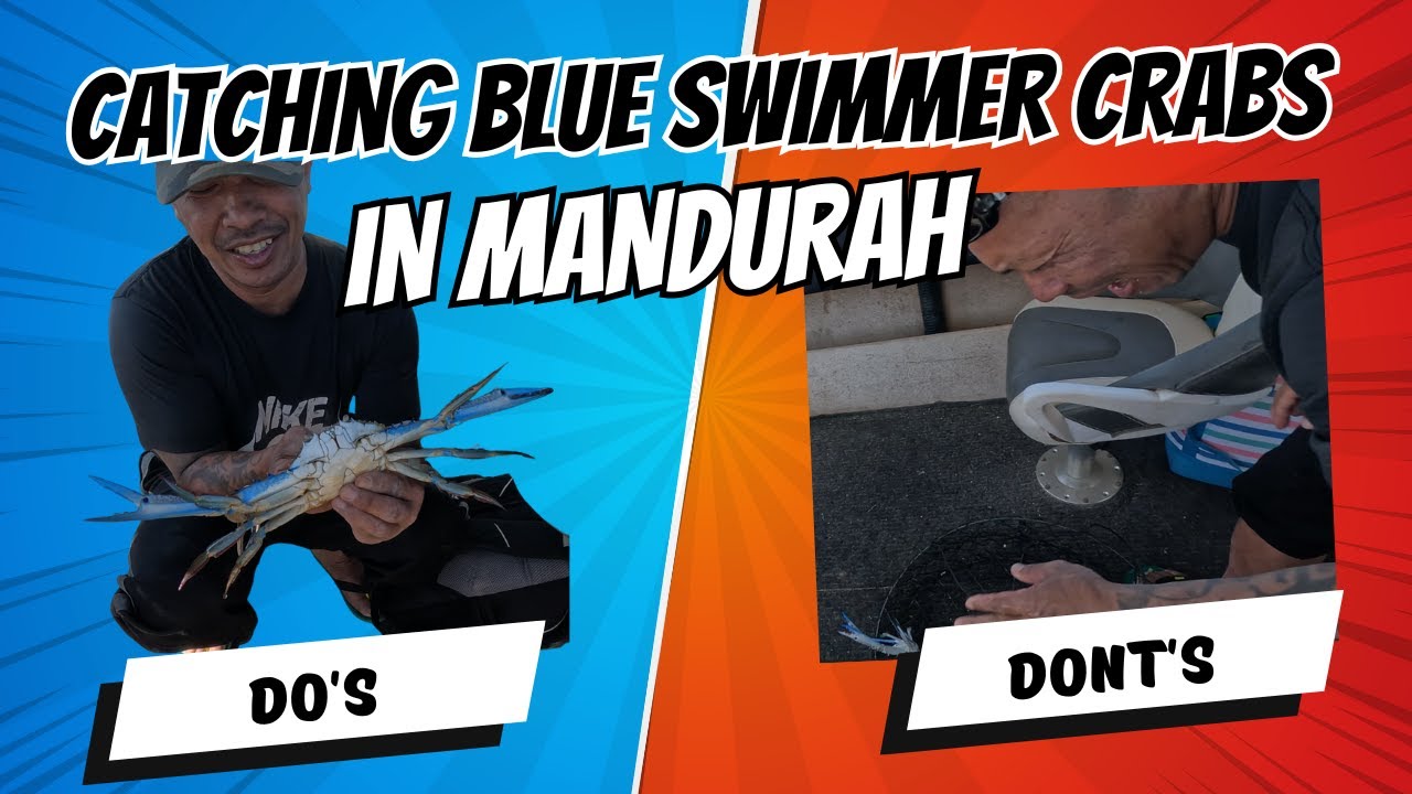 Catching Blue Swimmer Crabs in Mandurah Basics: Do's and Don'ts