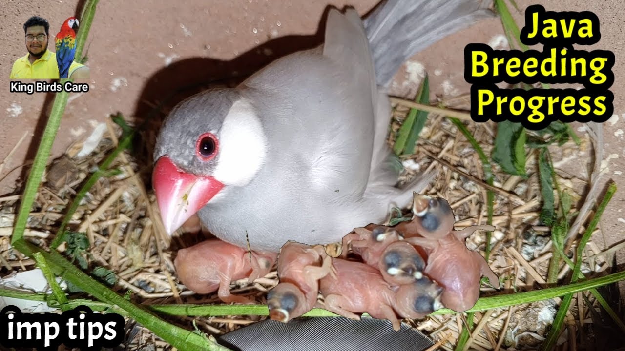 Java Sparrow breeding progress and important issues discuss | Java finch | Java bird | Birds