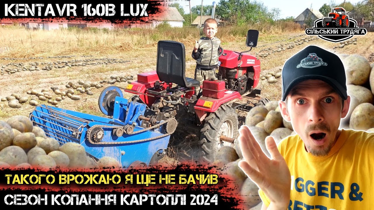 Копаємо картоплю мототрактором Кентавр 160В. Сезон 2024. Такого врожаю я ще не бачив.