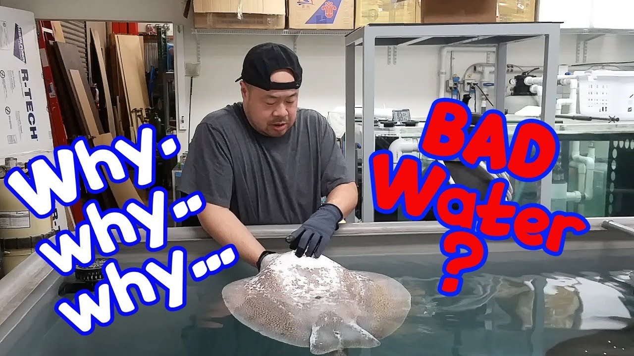 OLD BREEDER goes BELLY UP - NITRATES EXPLAINED