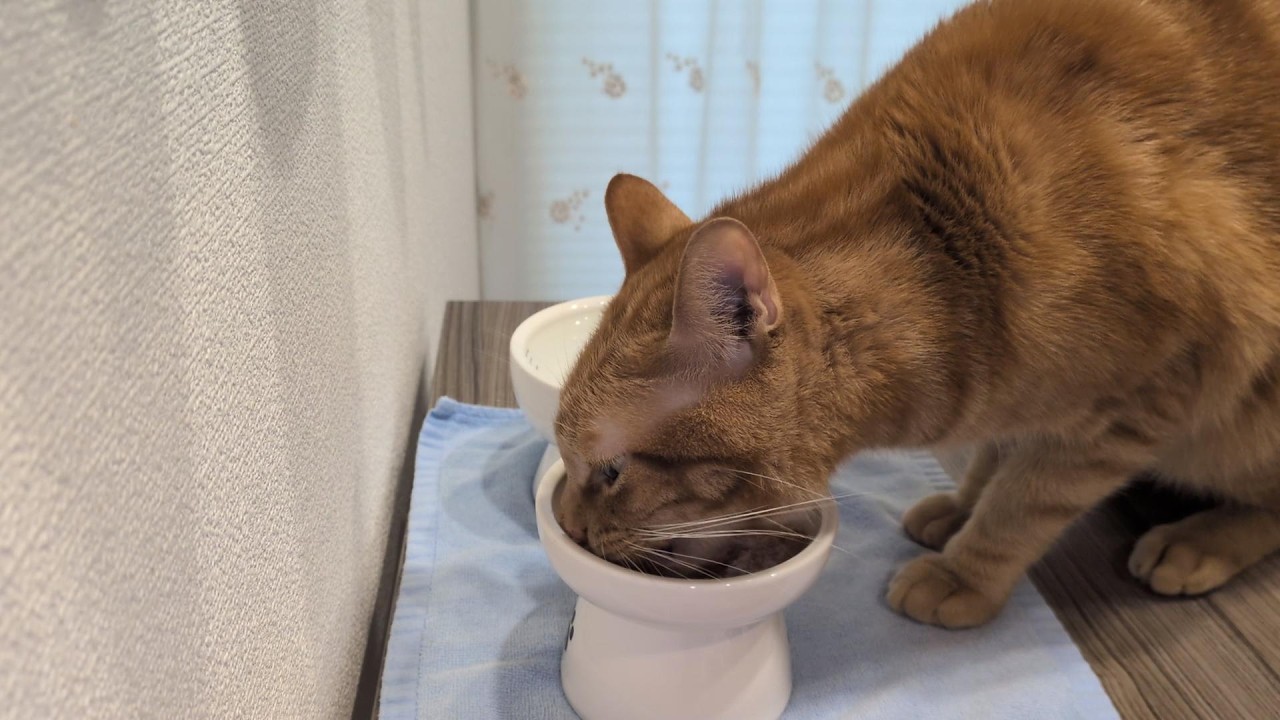 【茶トラ猫】しっかり食べる番茶君