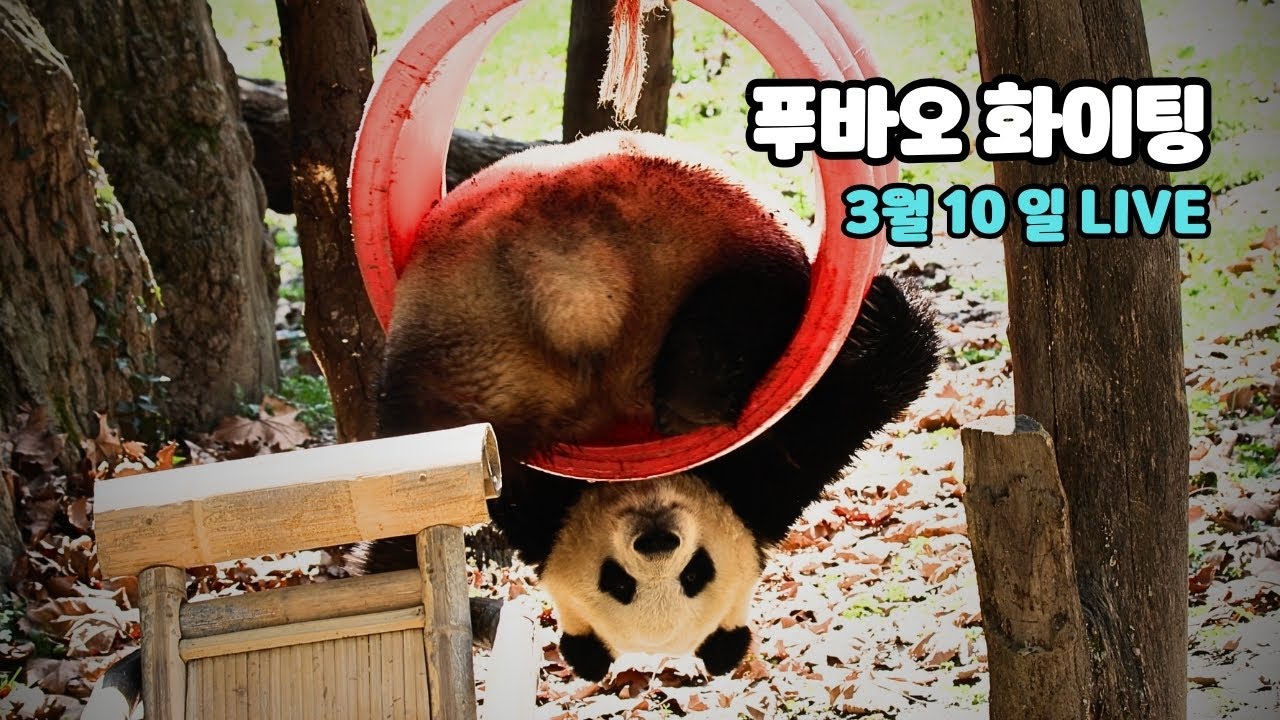 푸바오, 어른으로 성장하는 길은 멀고 험난하구나… / 3월 10일 라이브