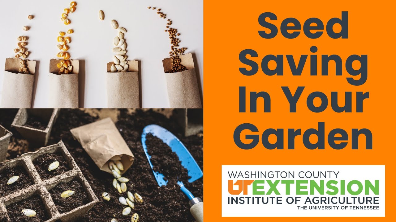 3 Season Vegetable Garden: Seed Saving