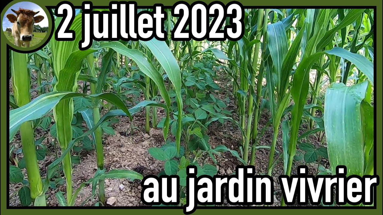 Suivi de culture au jardin vivrier le 2 juillet 2023. Des essais en tout genre.