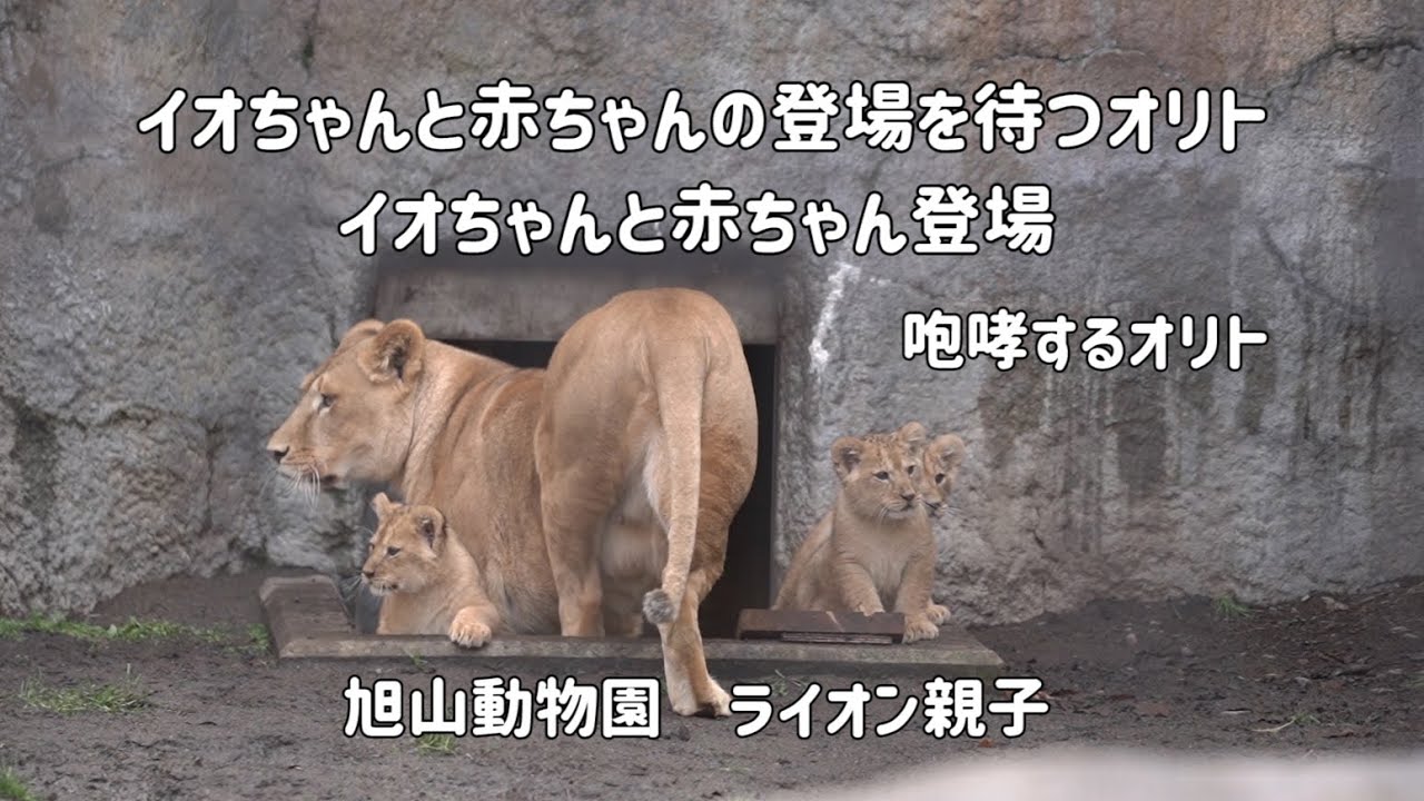 旭山動物園　イオちゃんと赤ちゃんの登場を待つオリト　イオちゃんと赤ちゃん登場　ライオン親子
