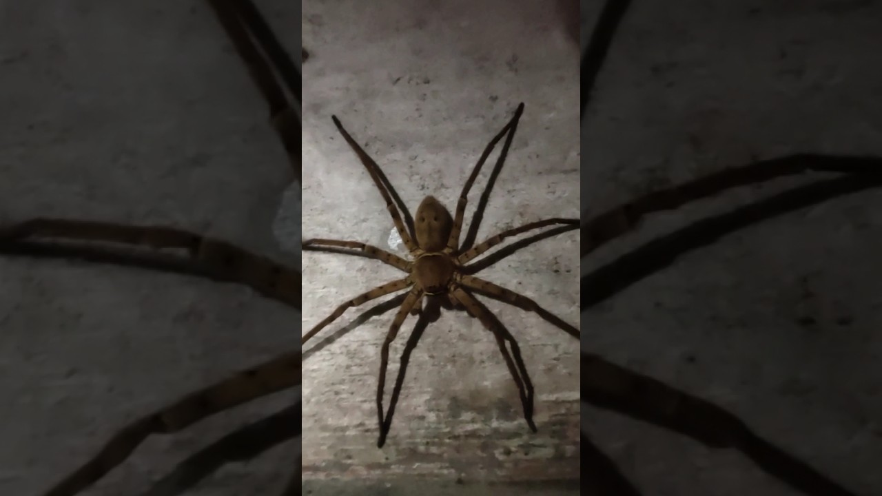 Scary Lucas The Giant Spider🕷️🕸️#shorts #spider #giantspider #lucasthespider #lucas #jumpingspider