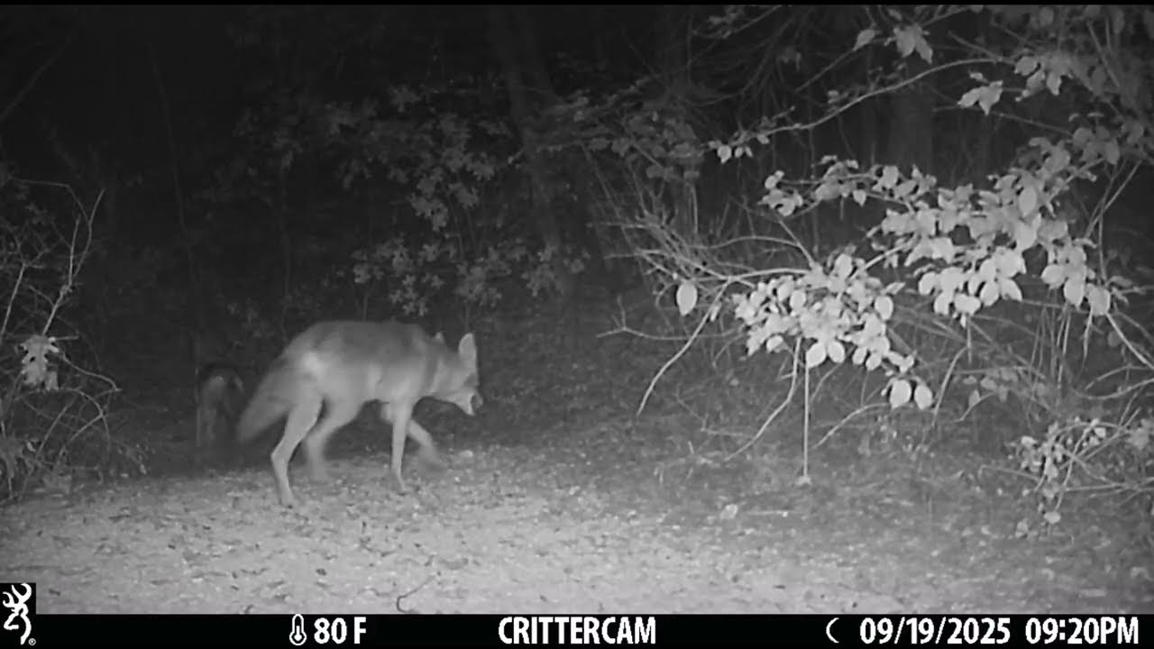 Crittercam 2025 Sep