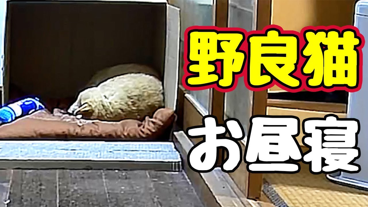 ダンボール気に入ったみたいです【野良猫】