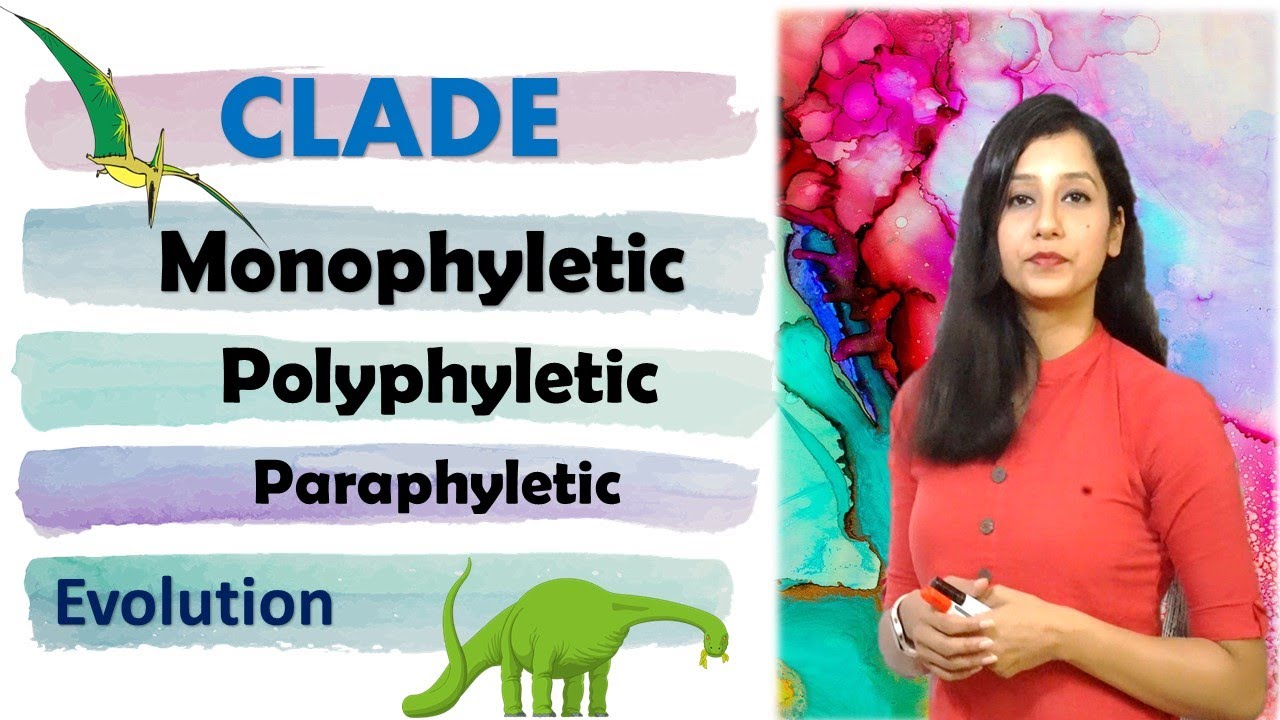 Phylogenetic tree I Clade I Monophyletic I Paraphyletic I Polyphyletic II Evolution