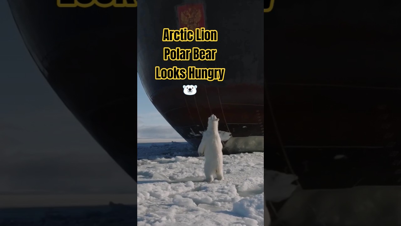 The Lion Of Arctic 🌊 Sea 😍