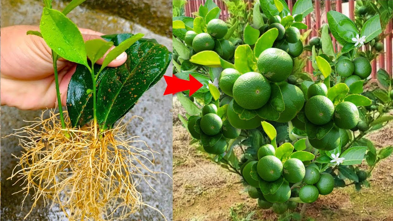 The technique of propagating lemon trees with lemon leaves helps the tree produce more fruit