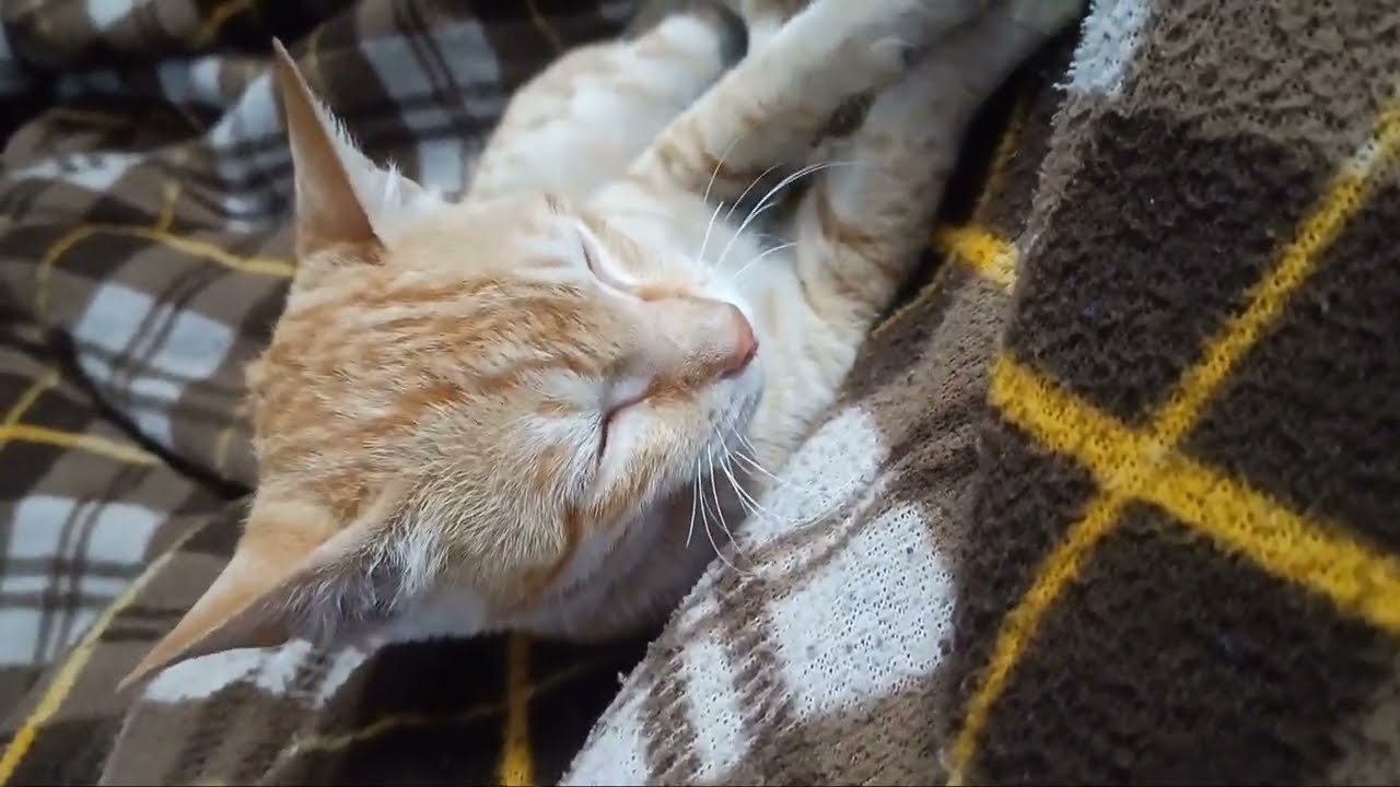 My baby cat paying with me