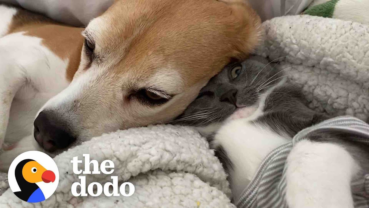 This Beagle Is Proof You Can Always Love Again | The Dodo Odd Couples