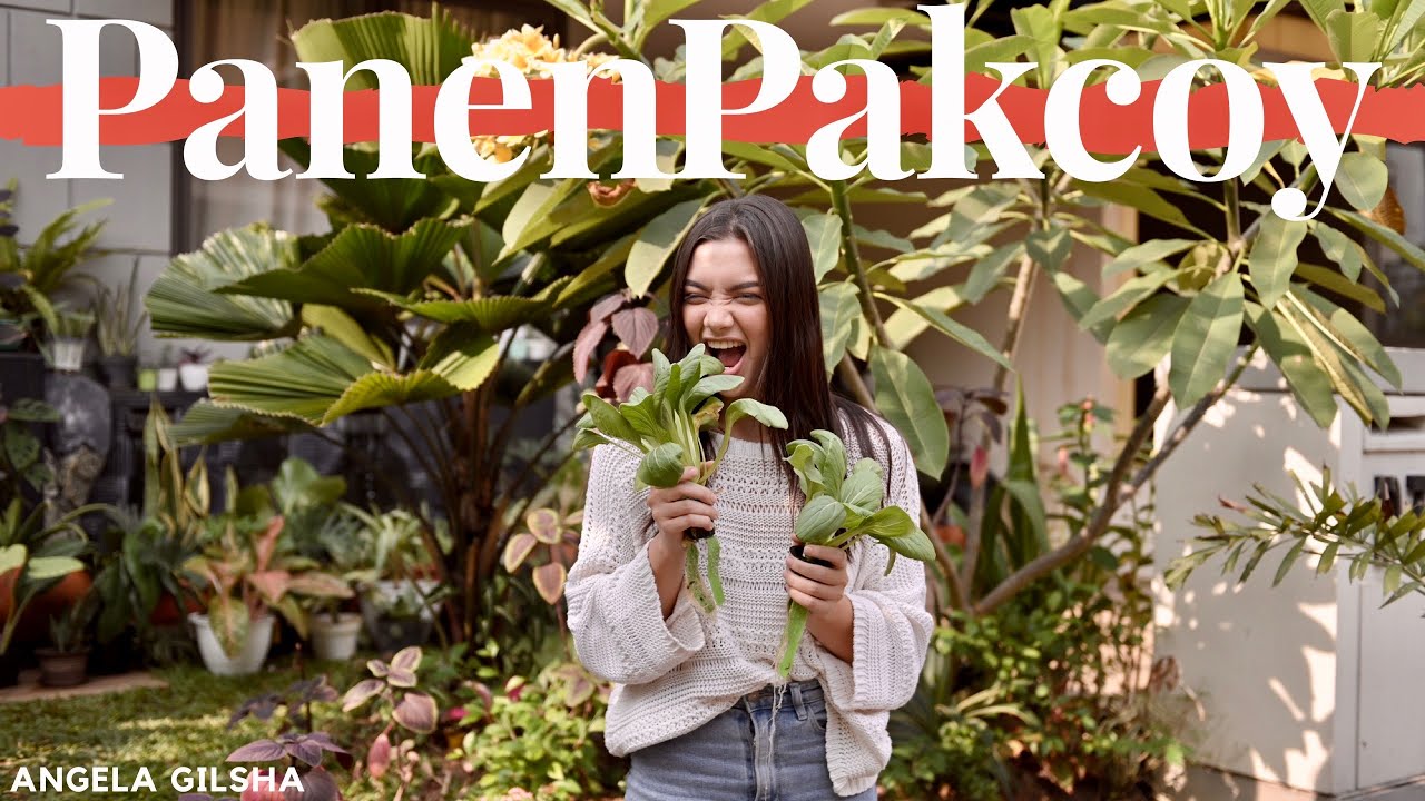 Panen Pakcoy | Hidroponik #Eps1