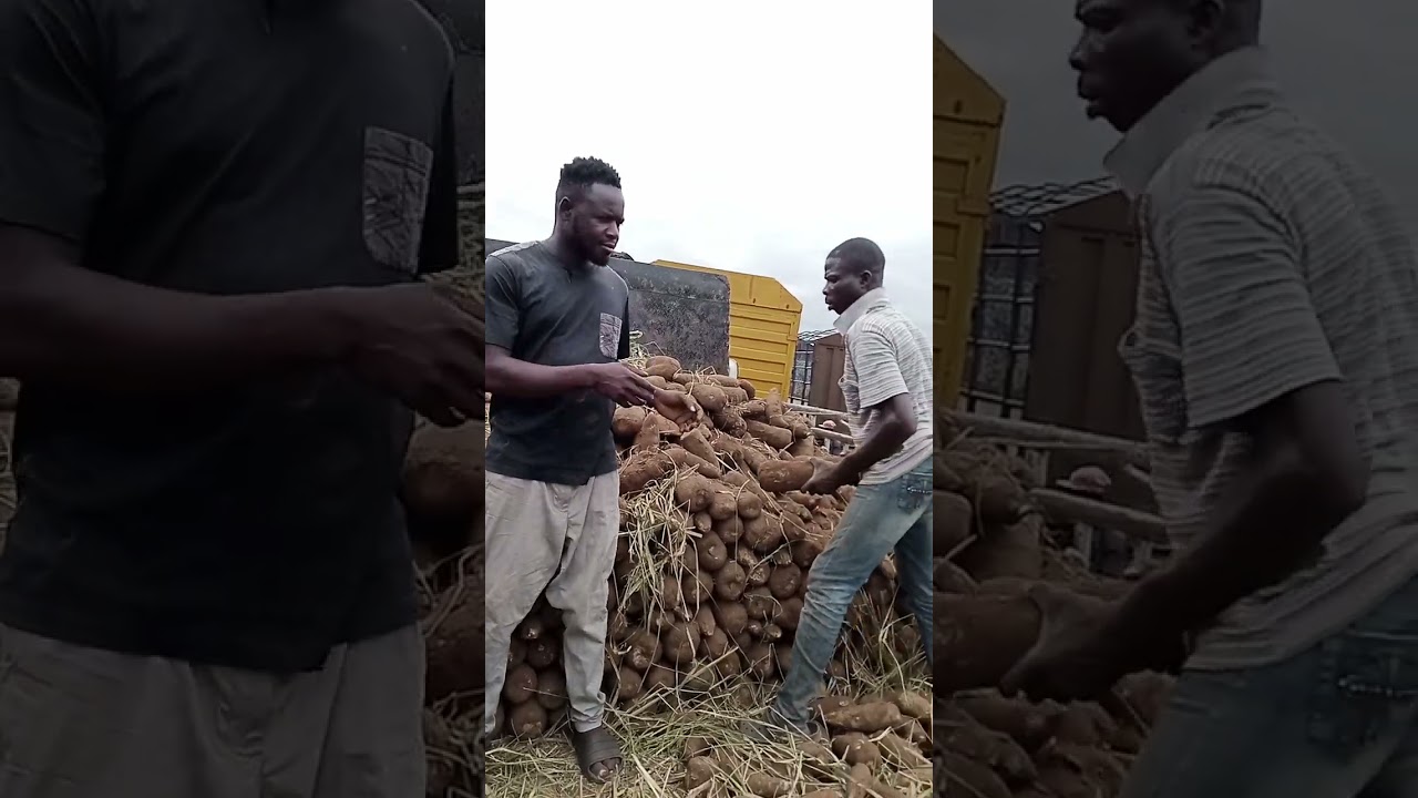 Fresh puna yam's for sale