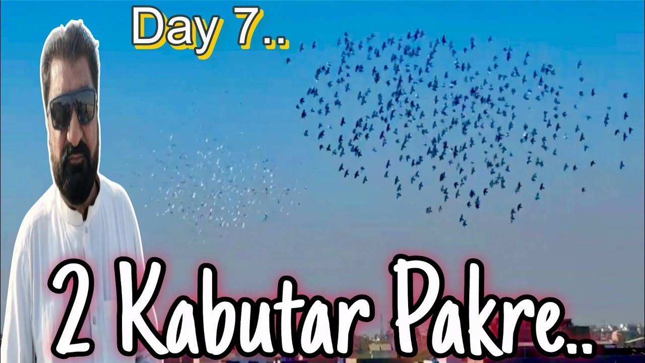 Day 7.. Haji Taleeb vs Najo Bhai 🔥 500+500 Kabutar Ka Shouq | 2 Kabutar Pakre 