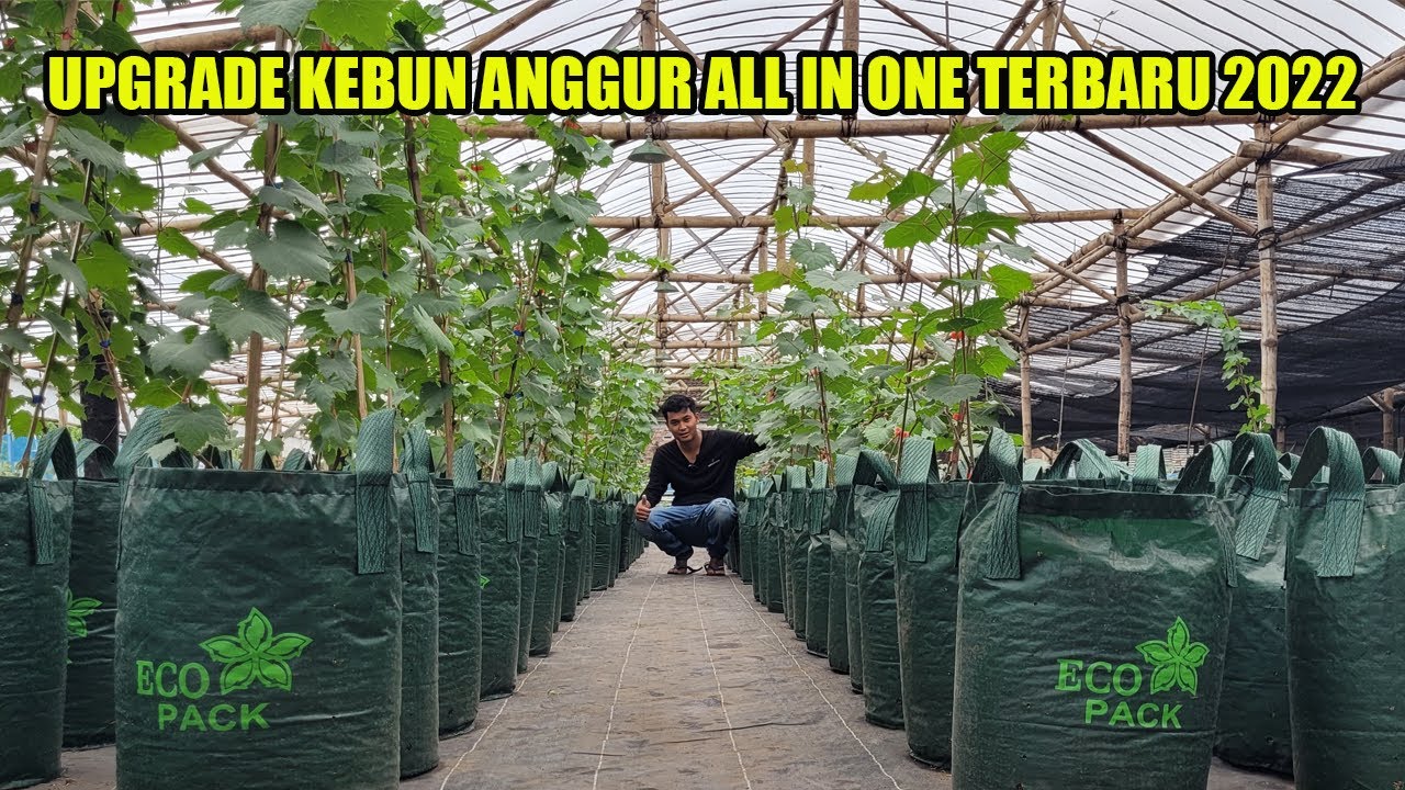 UPGRADE KEBUN ANGGUR ANGGUR ALL IN ONE PART 02
