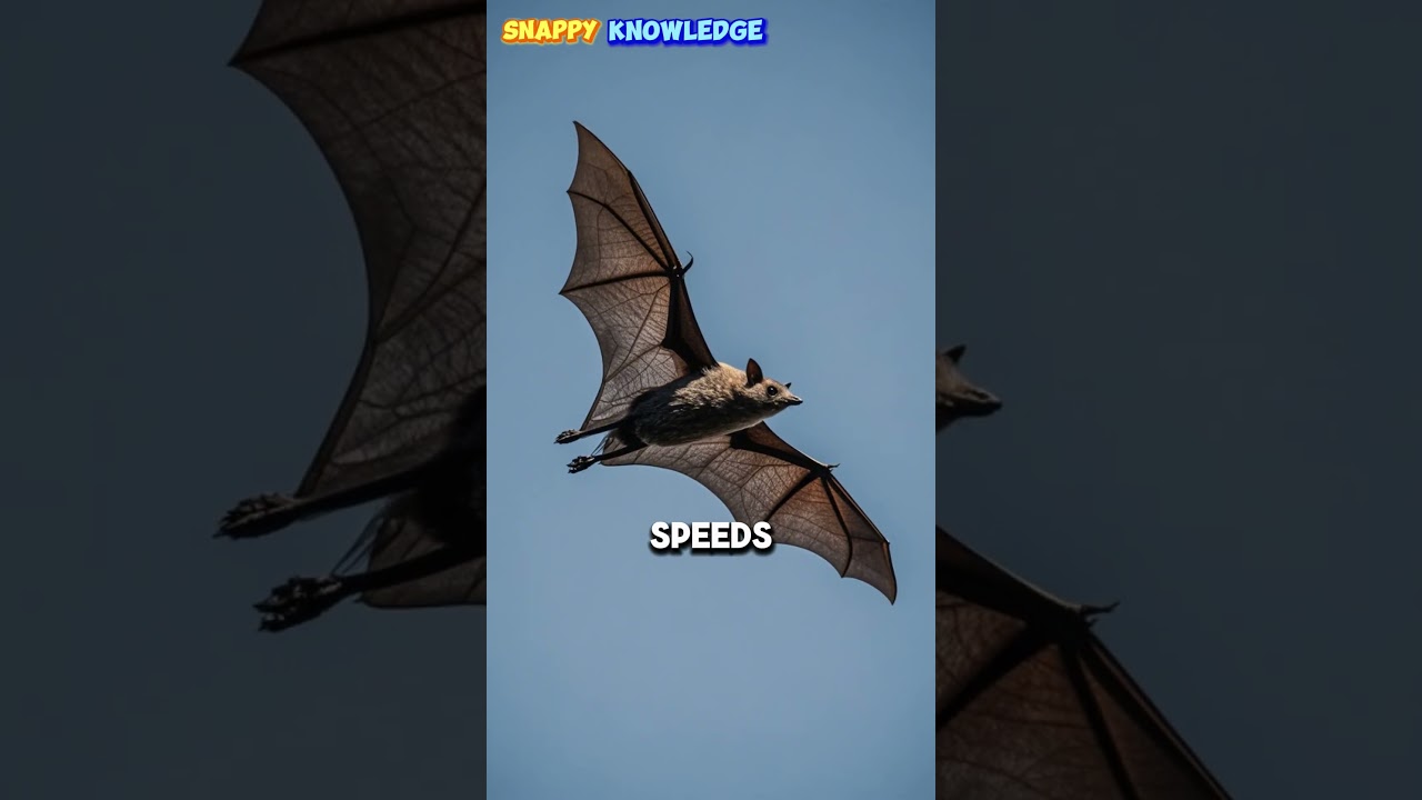 What's the Fastest Living Thing in Flight? 🐦💨  #shorts