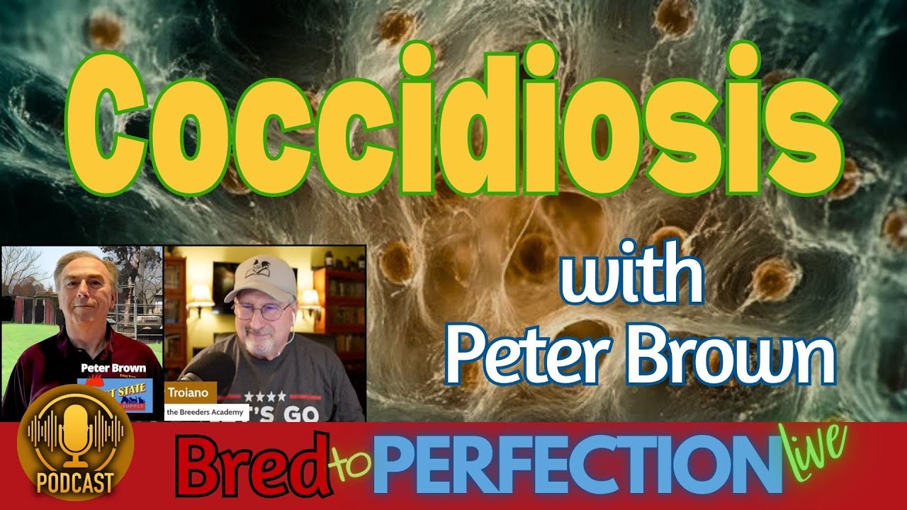 Ep206 – Coccidiosis Control & Bloodline Power: Building Stronger Chickens and Gamefowl