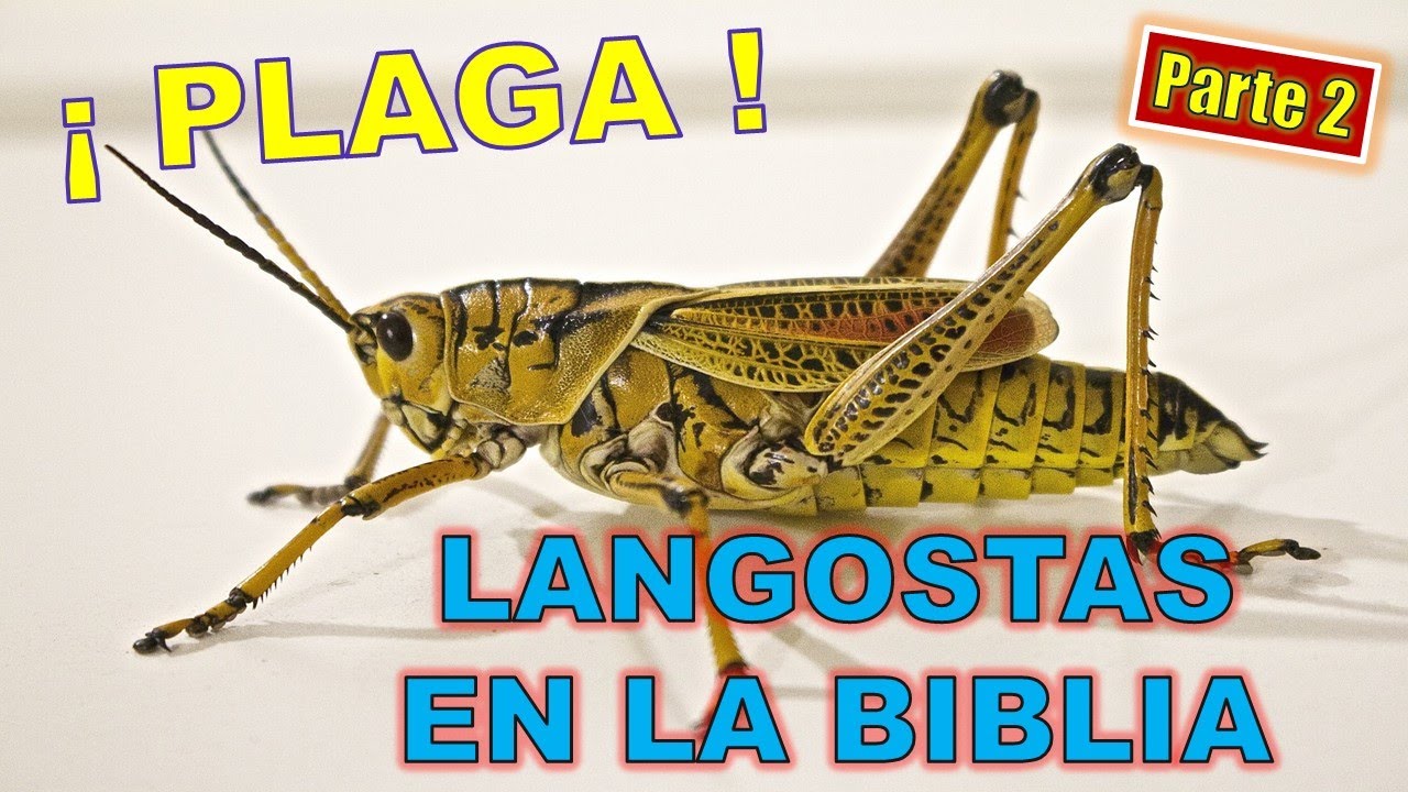 ♨️🦗Langostas en la Biblia ⚠️Serie Plaga de Langostas