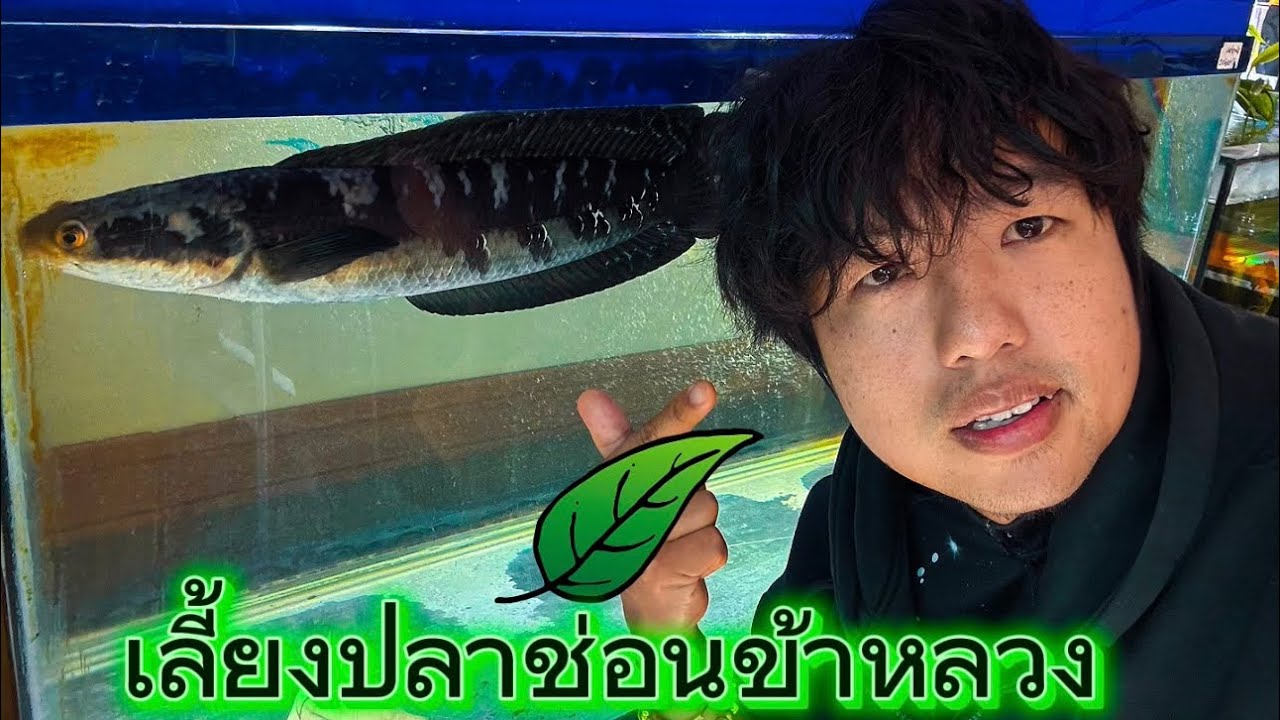 เลี้ยงปลาช่อนข้าหลวงหนึ่งปี ทำยังไงบ้างให้ปลาช่อนสวยและสุขภาพดี และวิธีการเลี้ยงที่ง่ายที่สุด ￼