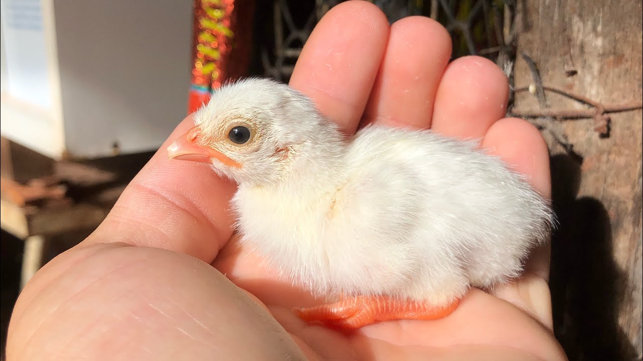Mostrando os Novos filhotinhos de Galinha D’angola Branca!! 😍🤍