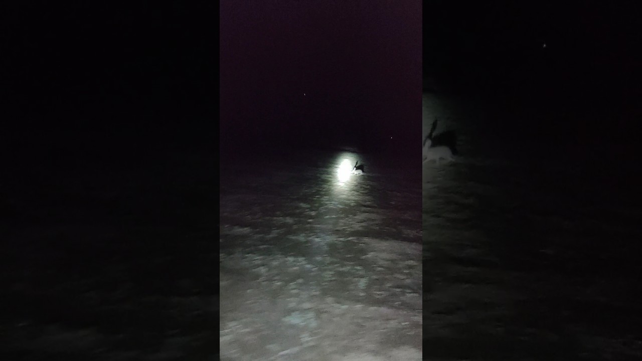 Rabbit hunting on motorcycle #rabbit #hunting #viral #video #pakistan #hunter