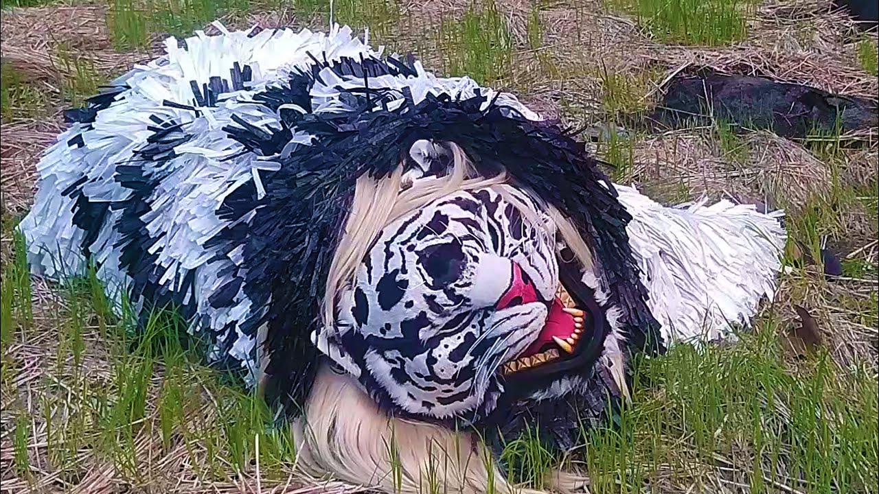 Satu Can Macanan Singo Manggala Tergeletak Di Tengah Sawah | Tiger lying in the rice field