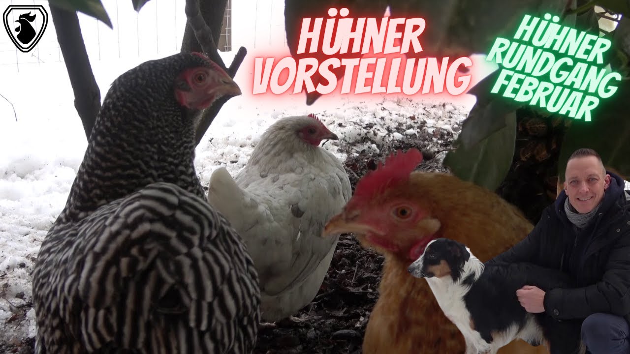 Hühner Rundgang Februar 2025  - Vorstellung meiner Hühner